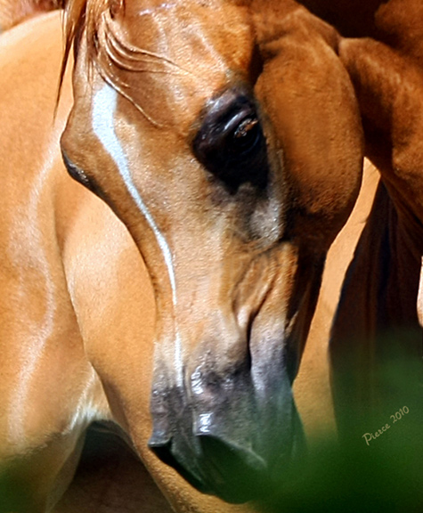 Trussardi (Stival x Precious As Gold)